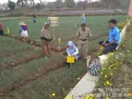 BPTP DIY Dampingi Gerdal Tanaman Bawang Merah di KWT Sri Rejeki